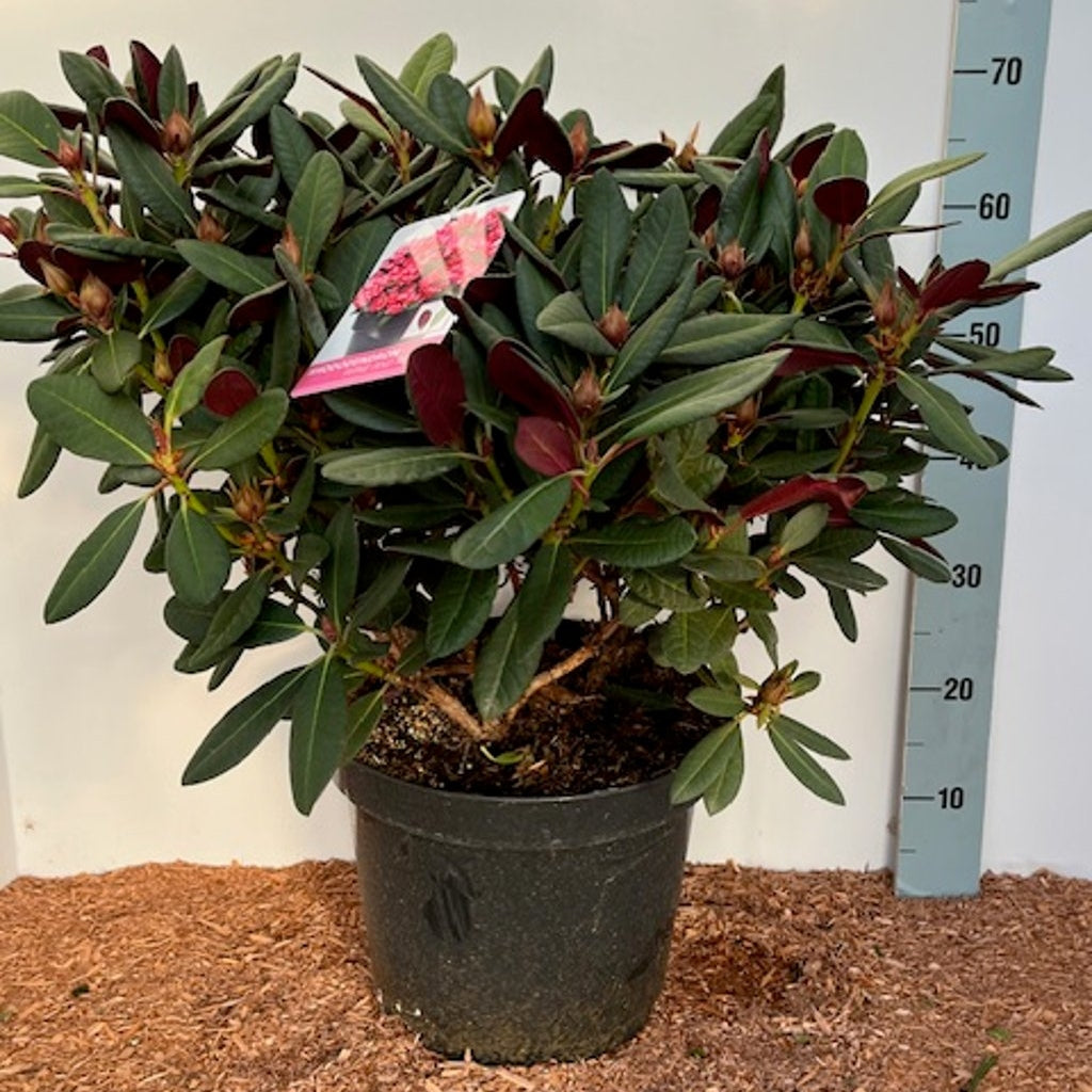 Rhododendron – Rhododendron 'Wine and Roses' - C12 50-60 CM